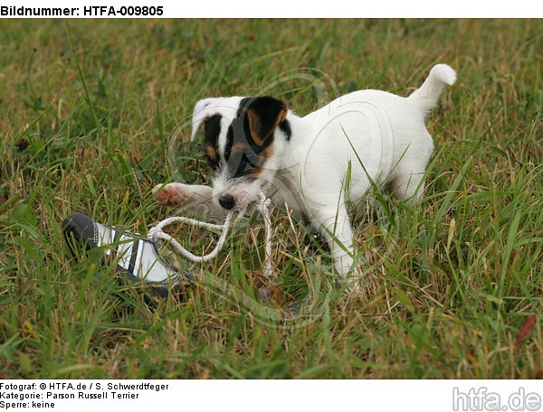spielender Parson Russell Terrier Welpe / playing PRT puppy / HTFA-009805