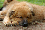 schlafender Harzer Fuchs Welpe / sleeping Harzer Fuchs puppy