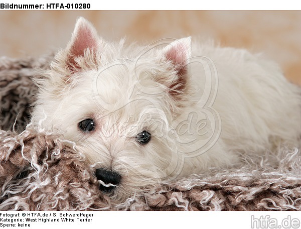 liegender West Highland White Terrier Welpe / lying West Highland White Terrier Puppy / HTFA-010280