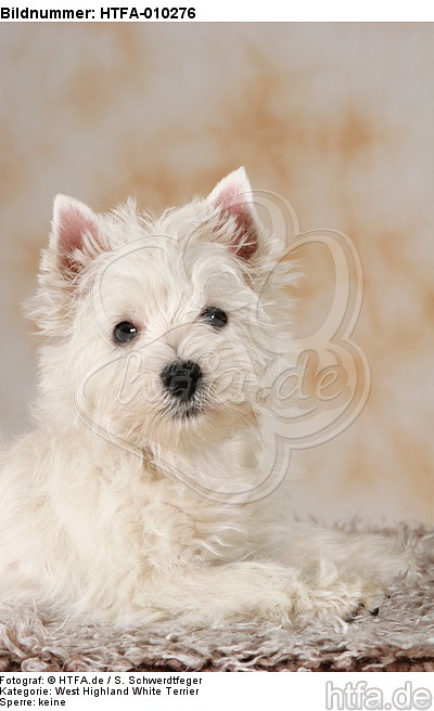 liegender West Highland White Terrier Welpe / lying West Highland White Terrier Puppy / HTFA-010276