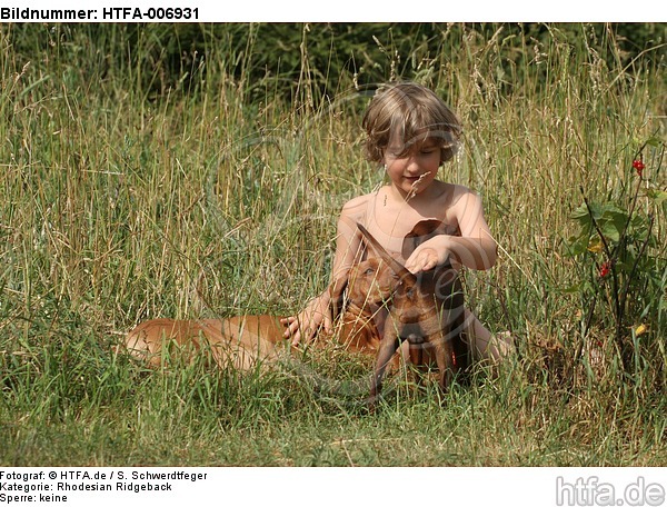 Rhodesian Ridgeback Welpe / rhodesian ridgeback puppy / HTFA-006931