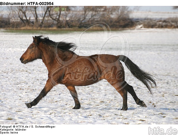 Isl�nder / icelandic horse / HTFA-002954