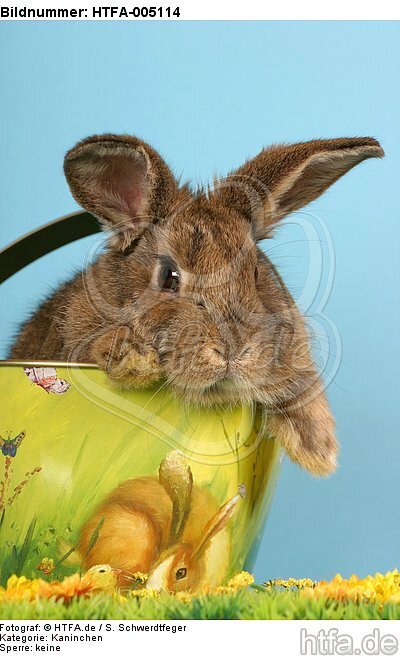 Kaninchen / rabbit / HTFA-005114
