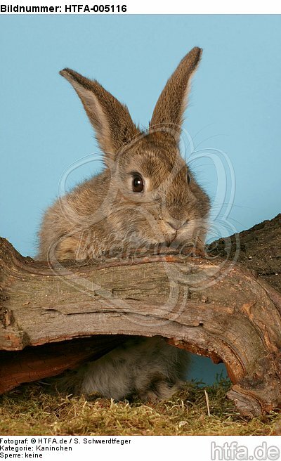 Kaninchen / rabbit / HTFA-005116