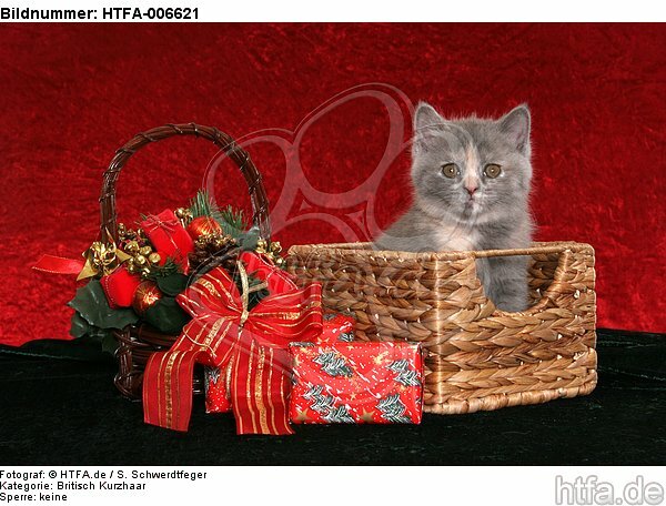 Britisch Kurzhaar Kätzchen / british shorthair kitten / HTFA-006621