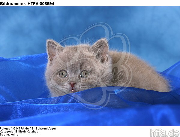 liegendes Britisch Kurzhaar Kätzchen / lying british shorthair kitten / HTFA-008594