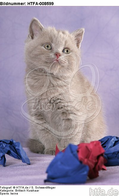 sitzendes Britisch Kurzhaar Kätzchen / sitting british shorthair kitten / HTFA-008599
