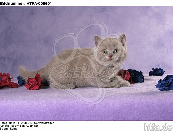 Britisch Kurzhaar Kätzchen / british shorthair kitten / HTFA-008601