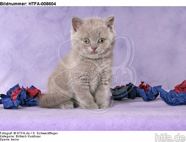 sitzendes Britisch Kurzhaar Kätzchen / sitting british shorthair kitten / HTFA-008604