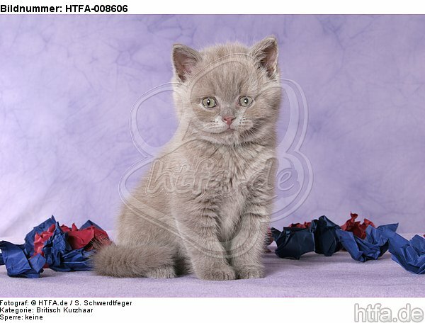 sitzendes Britisch Kurzhaar Kätzchen / sitting british shorthair kitten / HTFA-008606
