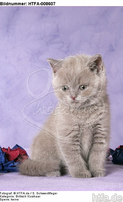 sitzendes Britisch Kurzhaar Kätzchen / sitting british shorthair kitten / HTFA-008607