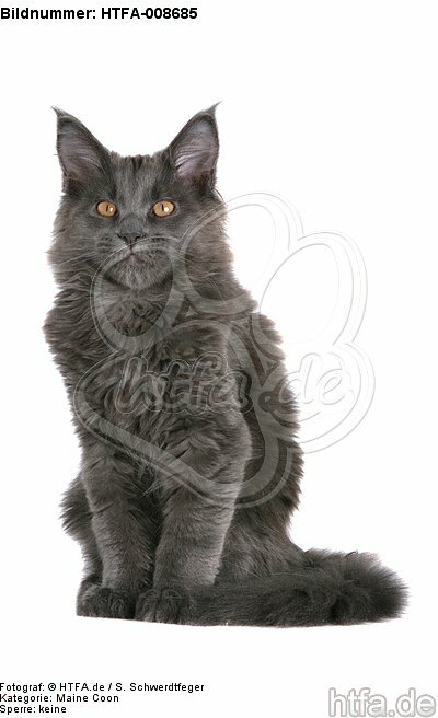 junge Maine Coon / young maine coon / HTFA-008685