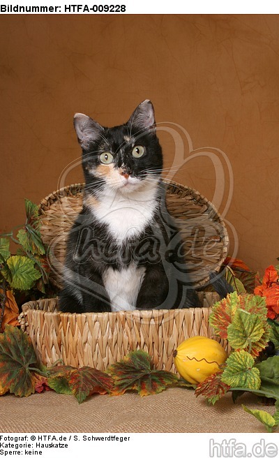 sitzende Hauskatze / sitting domestic cat / HTFA-009228
