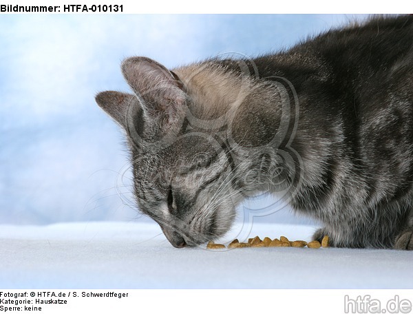 fressende Hauskatze / eating domestic cat / HTFA-010131