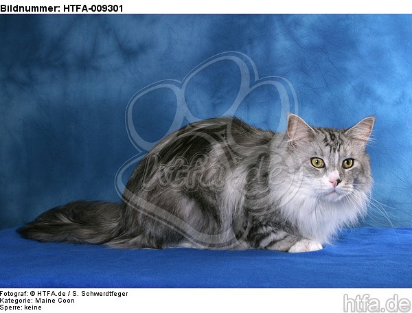 liegende Maine Coon / lying Maine Coon / HTFA-009301