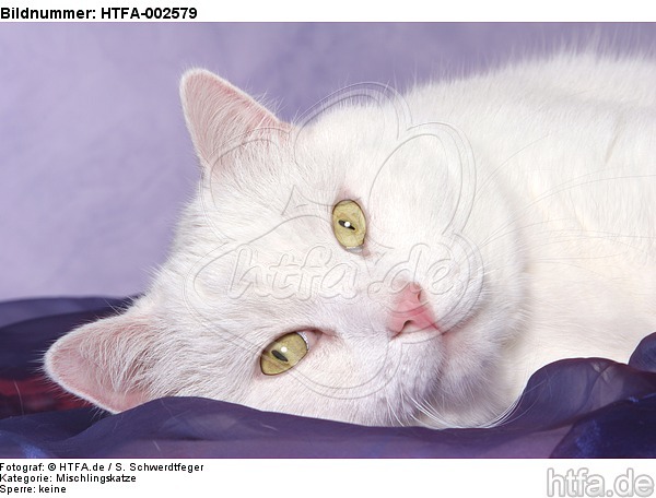 Mischlingskatze / domestic cat / HTFA-002579