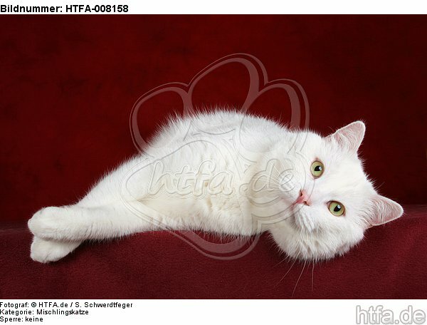 liegender weißer BKH-Mix / lying white domestic cat / HTFA-008158