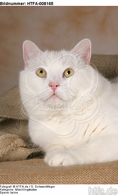 liegender weißer BKH-Mix / lying white domestic cat / HTFA-008165