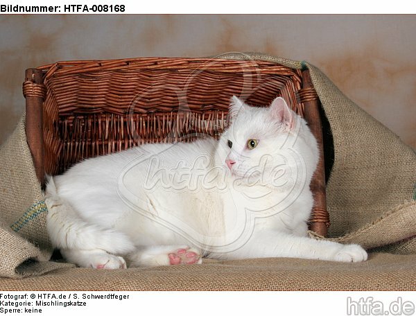 liegender weißer BKH-Mix / lying white domestic cat / HTFA-008168