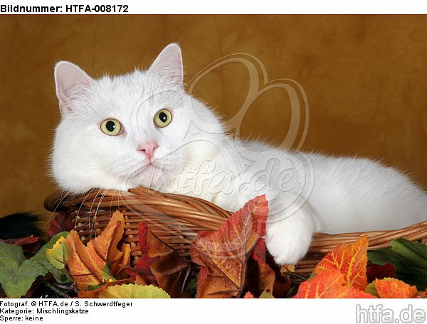 liegender weißer BKH-Mix / lying white domestic cat / HTFA-008172