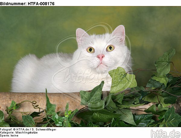 weißer BKH-Mix / white domestic cat / HTFA-008176