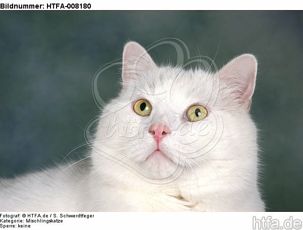 weißer BKH-Mix / white domestic cat / HTFA-008180