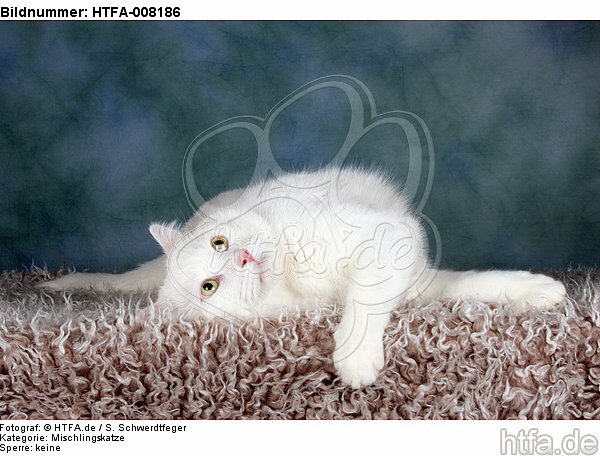 liegender weißer BKH-Mix / lying white domestic cat / HTFA-008186