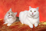 Norwegische Waldkatze und Mischlingskatze / 2 cats