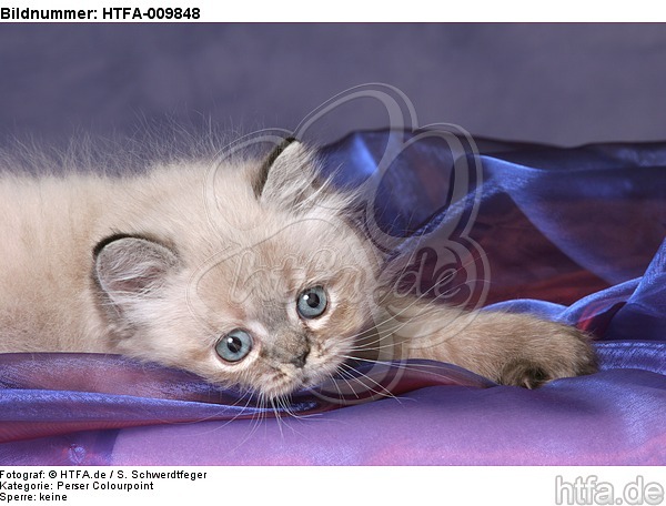 liegendes Perser Colourpoint Kätzchen / lying persian colourpoint kitten / HTFA-009848