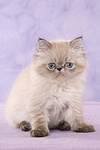 sitzendes Perser Colourpoint Kätzchen / sitting persian colourpoint kitten