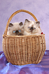 Perser Colourpoint Kätzchen im Körbchen / persian colourpoint kitten in basket