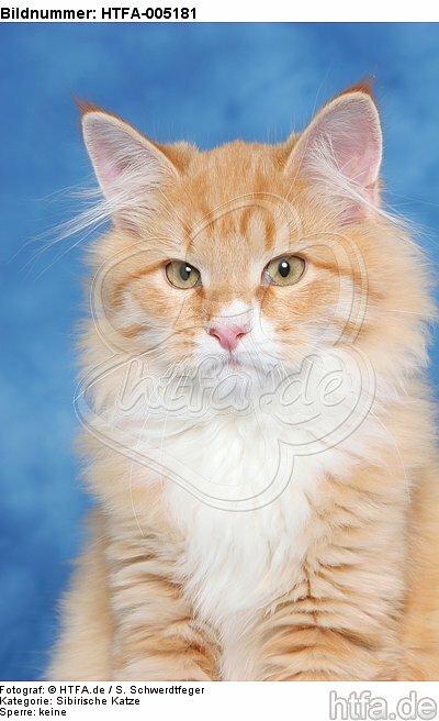 Sibirische Katze / siberian cat / HTFA-005181