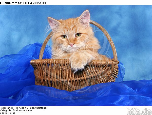 Sibirische Katze / siberian cat / HTFA-005189