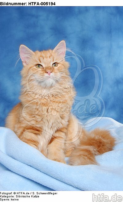 Sibirische Katze / siberian cat / HTFA-005194
