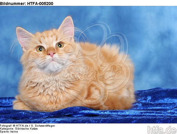Sibirische Katze / siberian cat / HTFA-005200