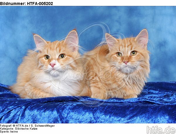 Sibirische Katzen / siberian cats / HTFA-005202