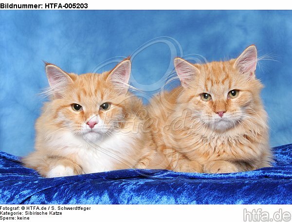 Sibirische Katzen / siberian cats / HTFA-005203