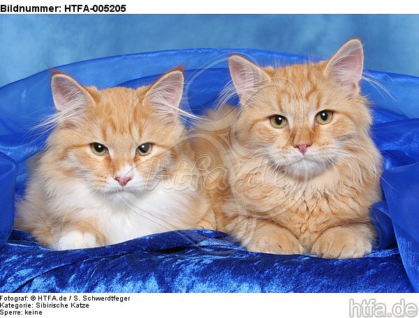 Sibirische Katzen / siberian cats / HTFA-005205