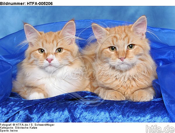 Sibirische Katzen / siberian cats / HTFA-005206