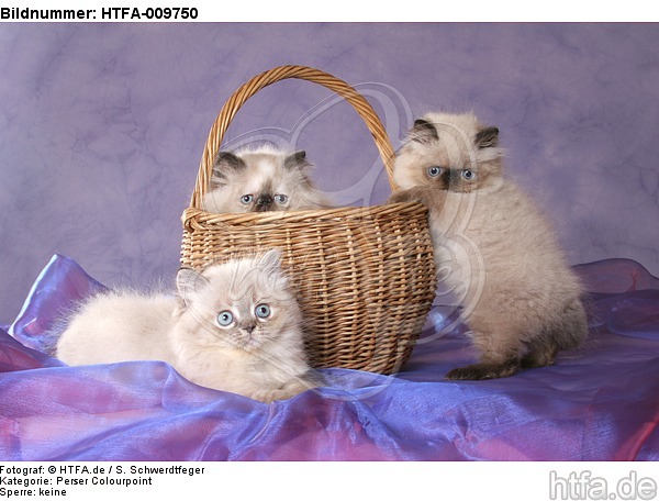 3 Perser Colourpoint Kätzchen / 3 persian colourpoint kitten / HTFA-009750