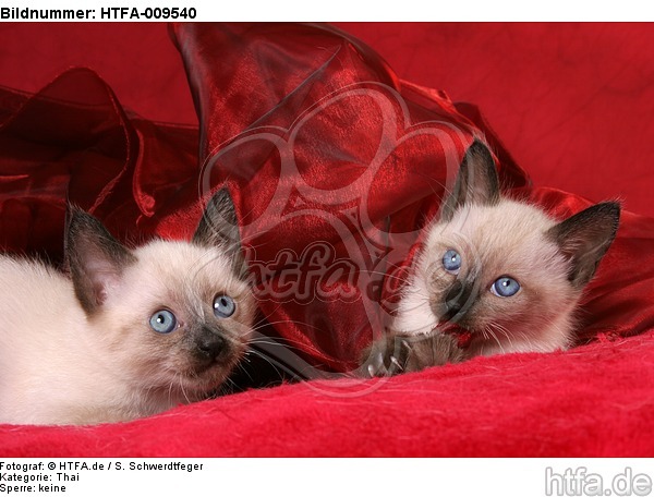 2 Thai Kätzchen / 2 thai kitten / HTFA-009540