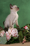 stehendes Thai Kätzchen / standing thai kitten