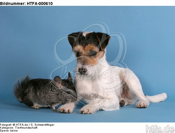 Parson Russell Terrier und Chinchilla / prt and chinchilla / HTFA-000610