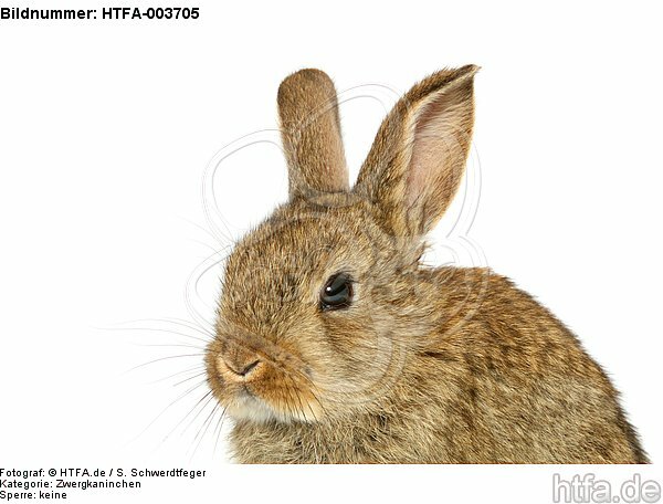 Zwergkaninchen / dwarf rabbit / HTFA-003705