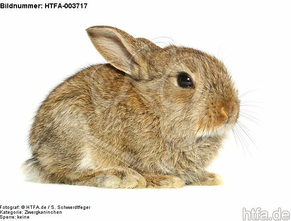 Zwergkaninchen / dwarf rabbit / HTFA-003717