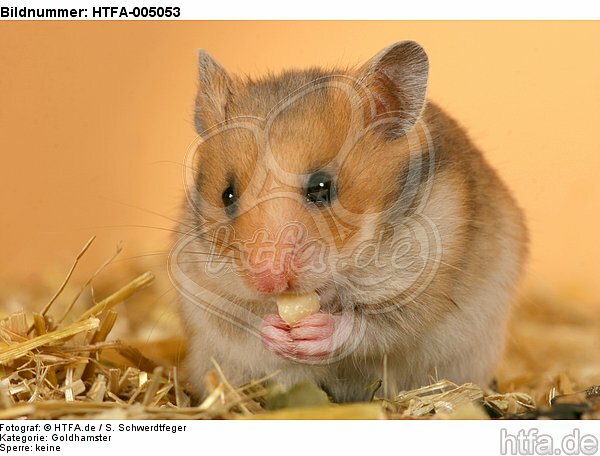 Goldhamster / golden hamster / HTFA-005053