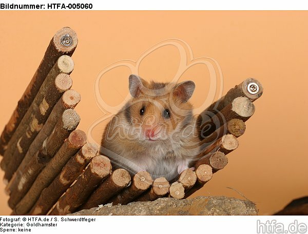 Goldhamster / golden hamster / HTFA-005060