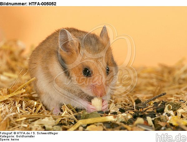 Goldhamster / golden hamster / HTFA-005052