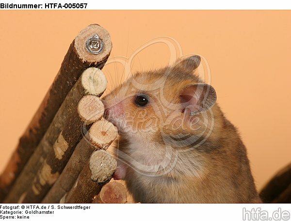 Goldhamster / golden hamster / HTFA-005057