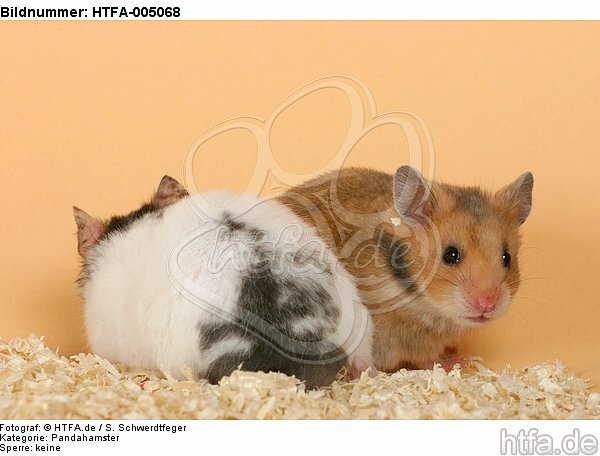 Hamster / hamsters / HTFA-005068